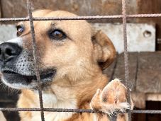 Kutyamentő akció a túlzsúfolt sepsiszentgyörgyi kutyamenhelyen